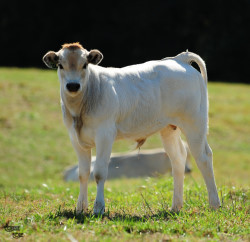 Pied Cows and Easy 