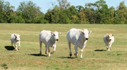 Pied Cows and Easy 