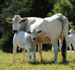 Pied Cows and Easy 