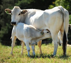 Pied Cows and Easy 