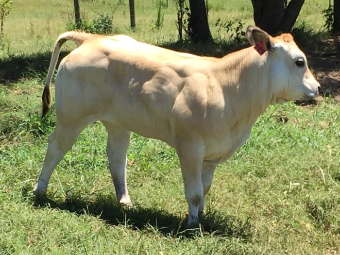 Beaver Creek Farm Piedmontese Cattle