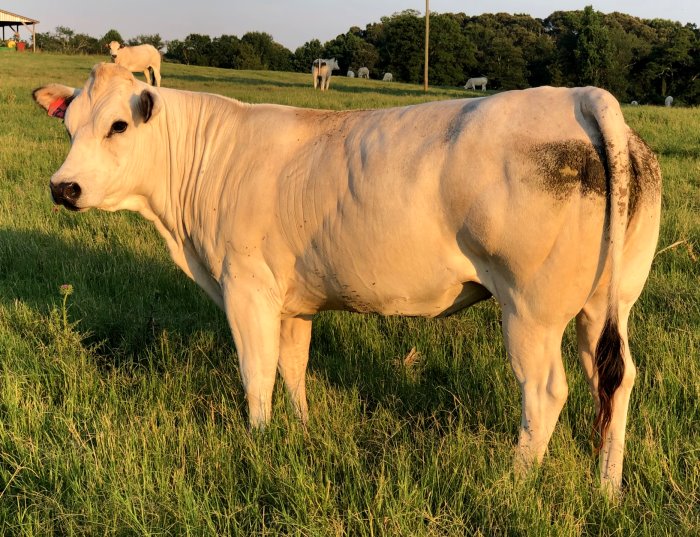 Beaver Creek Farm Piedmontese Cattle