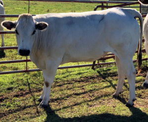 Beaver Creek Farm Piedmontese Cattle