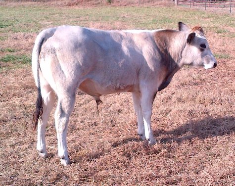 Beaver Creek Farm Piedmontese Cattle